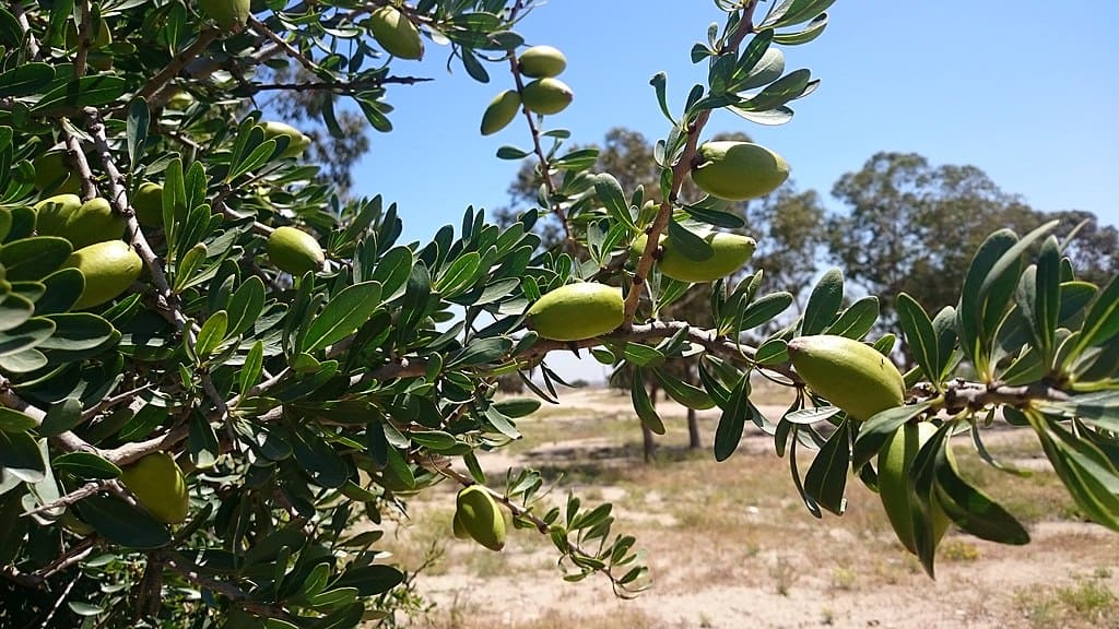 Moroccan beauty products. Argan tree