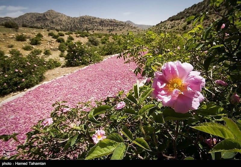 field of roses in moroccan valley