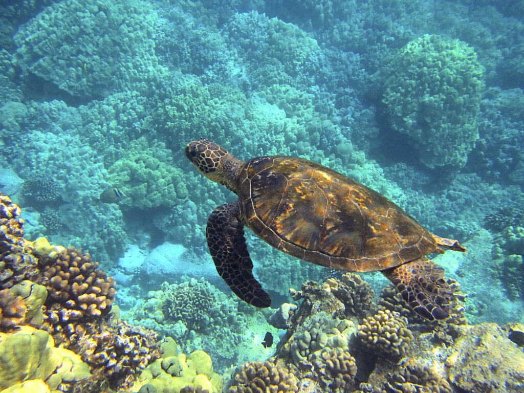 beautiful turtle underwater